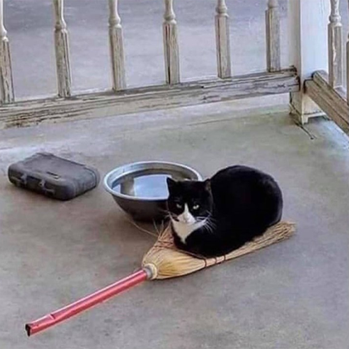 Witch Cat